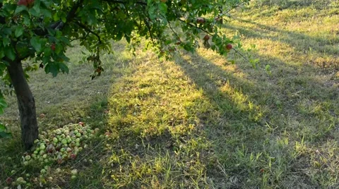 Red apples fallen of the apple tree branch Stock Footage 53218594