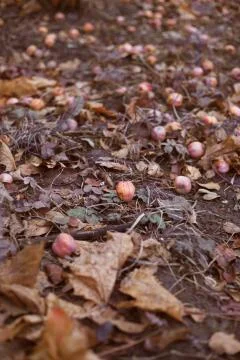 Red apples fallen on ground Stock Photos