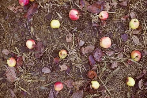 Red apples fallen on ground Stock Photos