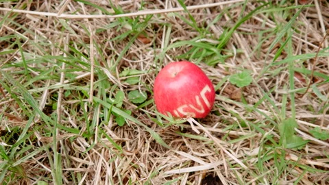 Red apples Fallen Organic Apple in Shifting Selective Focus. poisoned falle.. Stock Footage 234224029