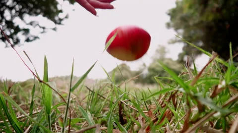 Red apples Fallen Organic Apple in Shifting Selective Focus. poisoned falle.. Stock Footage 234224086