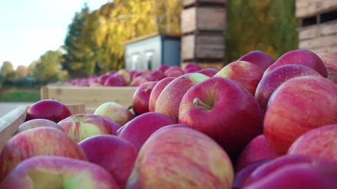 Red apples on the farm in boxes. Stock Footage 165060134
