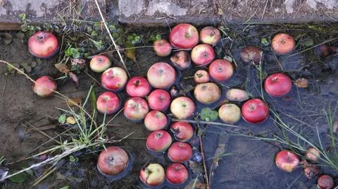 Red apples float in a muddy, shallow water pool Stock Photos