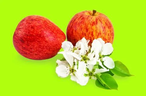 Red apples with flowers Stock Photos