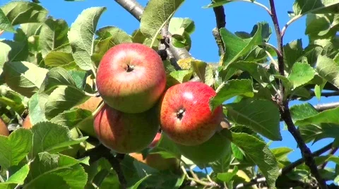 Red apples Stock Footage 827454