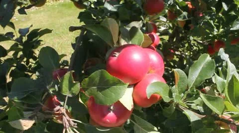 Red apples Stockbeeldmateriaal 11115094