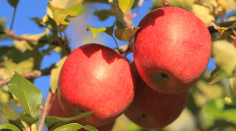 Red apples. Stock-Footage 32904167