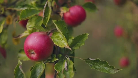 Red apples in the garden Stock Footage 250283635