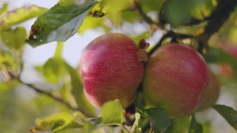 Red apples in the garden Stock Footage 251793112