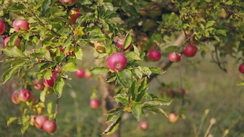 Red apples in the garden Stock Footage 252066222