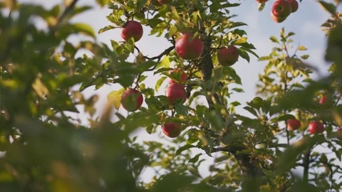 Red apples in the garden Video stock 252607344