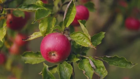 Red apples in the garden Video stock 252964052
