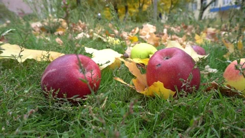 Red apples in the grass in autumn Stock Footage 162777823