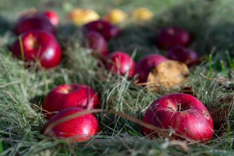 Red apples in the grass. Selective focus on apples in blurred background. Clo Stock Photos