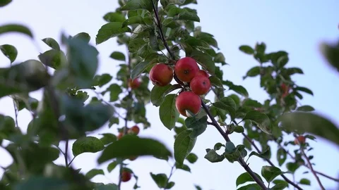 Red apples grow on a branch of an apple tree under a blue sky 스톡 동영상 79455694