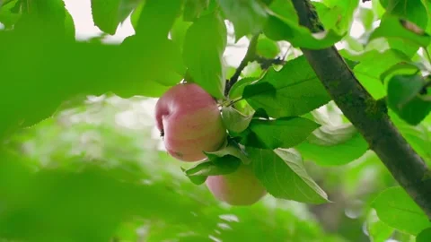 Red apples grow on a tree close-up, bottom view. Smooth camera movement Stock Footage 229778881