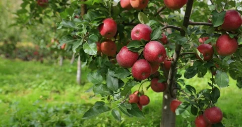 Red apples grow on tree in the orchard Stock Footage 319952514