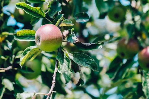 Red apples growing on an apple tree Stock Photos
