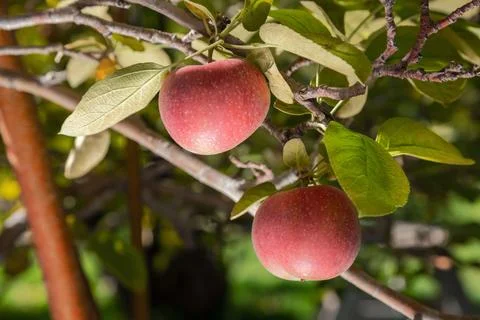 Red Apples Growing on Apple Tree Branch with Green Leaves Stock Photos