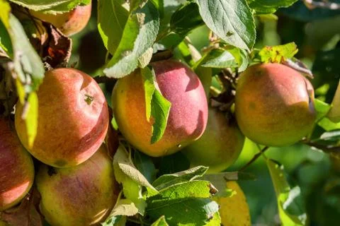 Red apples growing on tree. Stock Photos