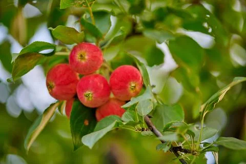 Red apples hang on the apple tree Foto stock