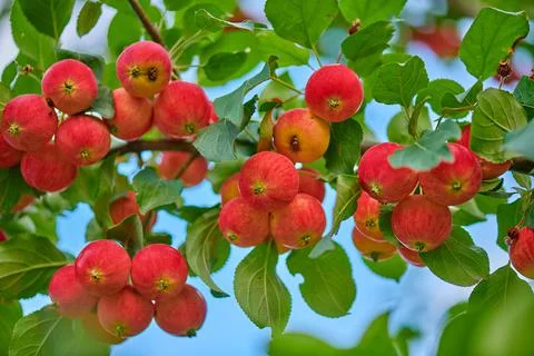 Red apples hang on the apple tree Foto stock
