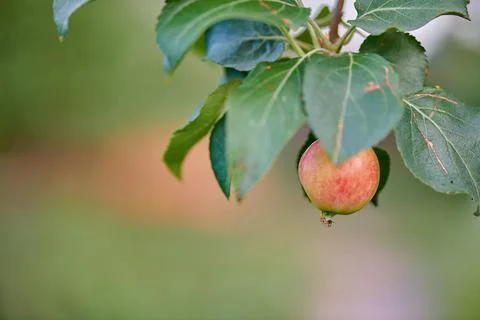 Red apples hang on the apple tree Stock Photos