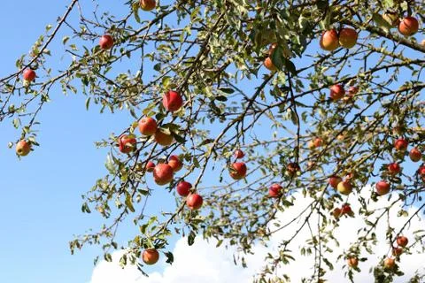 Red apples hang on the tree, blue sky in the background Stock Photos