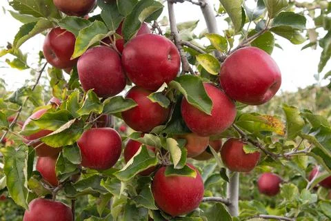 Red apples hang on a tree, close-up photo. Postcard with copy space. Stock Photos