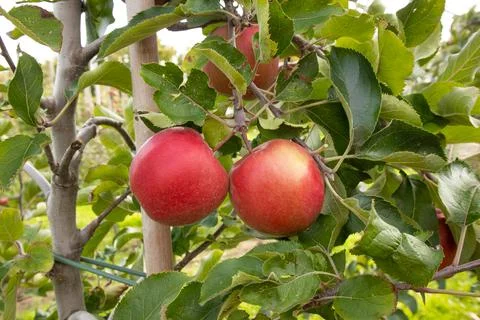 Red apples hang on a tree, close-up photo. Postcard with copy space. Stock Photos