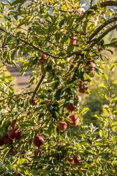 Red apples hanging on an apple tree Stock-Fotos