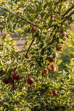 Red apples hanging on an apple tree 库存照片