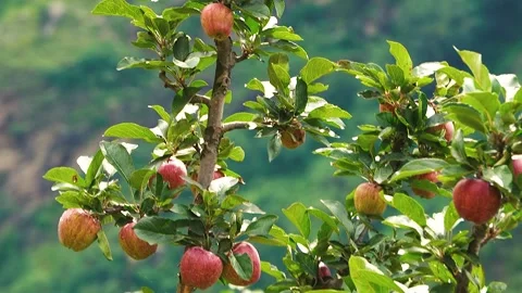 Red Apples Hanging on Branch of Apple Tree in Orchard Stock Footage 316892091