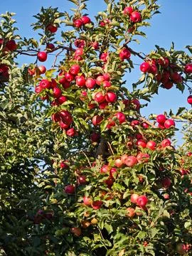 Red apples hanging on a tree branch in a commercial orchard Stock Photos