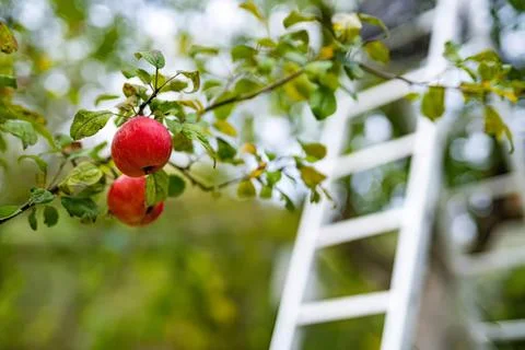 Red apples hanging on a tree branch in a garden Stock Photos