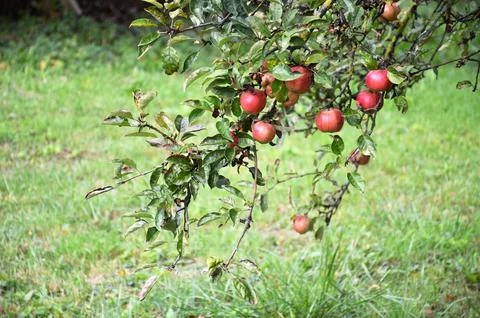 Red apples hanging on the tree branches in the garden. Harvest concept. Foto stock
