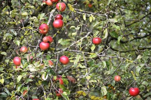 Red apples hanging on the tree branches in the garden. Harvest concept Stock Photos