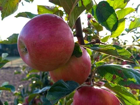 Red apples hanging on tree branches in an orchard at sunset Stock Photos