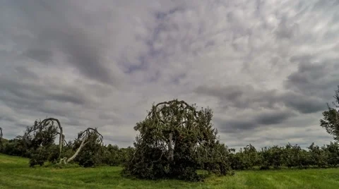 Red Apples hanging from tree as camera pans in Orchard Stock Footage 67883948