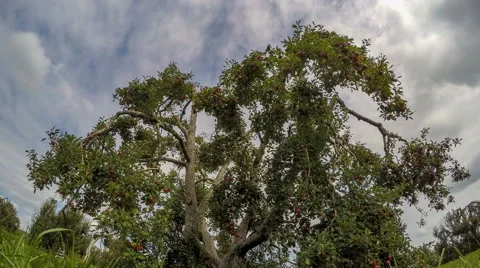Red Apples hanging from tree as camera pans in Orchard Stock Footage 67886199