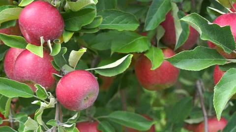 Red Apples hanging from tree as camera pans in Orchard Stock Footage 67886246