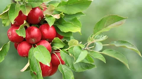 Red apples hanging on a tree. Stock Footage 8851660