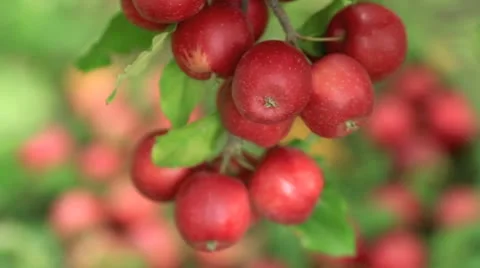 Red apples hanging on a tree. Video stock 8851673