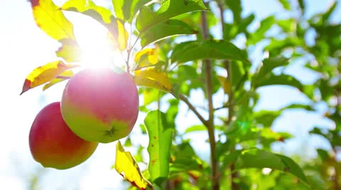 Red apples hanging on a tree 库存影片 26203905