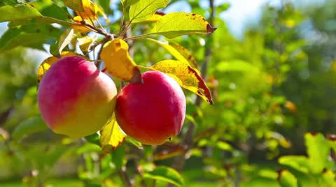 Red apples hanging on a tree Stock Footage 26203948