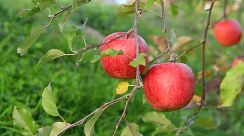 Red Apples Hanging On A Tree. Stock Footage 37172546