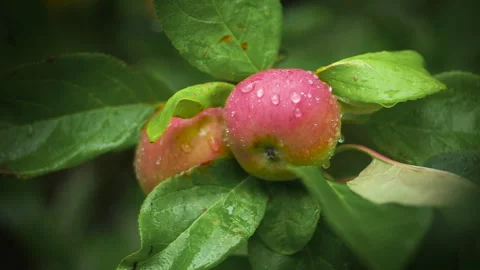 Red apples hanging on a tree, fresh looking Stock Footage 211459370