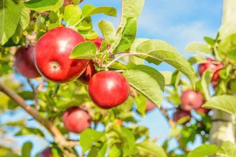 Red apples hanging on the tree Stock Photos