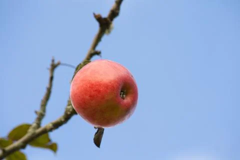 Red apples hanging on tree Stock Photos