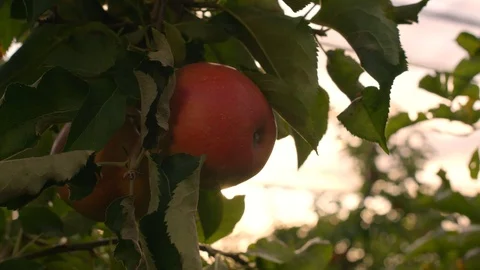 Red Apples hanging on Tree with Sunlight in the Background  Видео 124078965